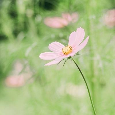 神秘“巨鲸”再出手助特朗普胜率飙升，马斯克语出惊人