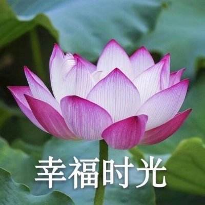 莒县：树下种茶 带来双效益