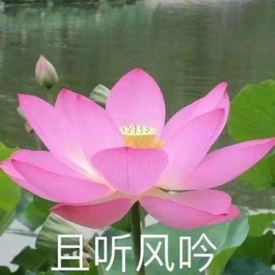 鞠婧祎起诉丝芭开庭因故取消